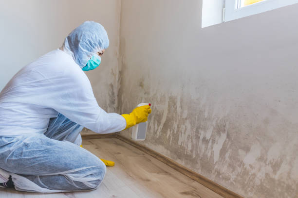 Licensed Attic Mold Removal service in Hatfield, PA - WQB Mold Removal