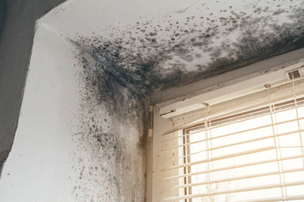 Affordable Attic Mold Removal solutions in Hatfield, PA
